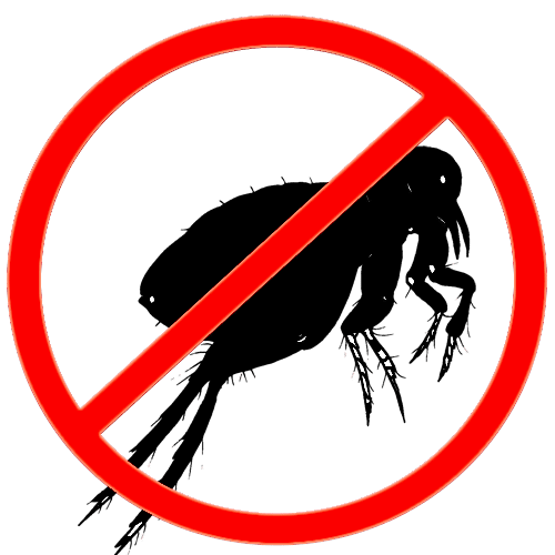 Уничтожение блох