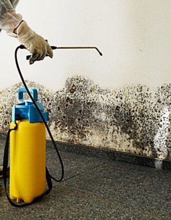 Услуги по удалению плесени